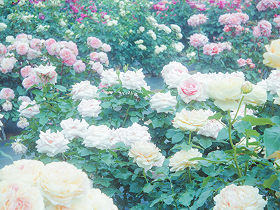 Rose Garden, Japan